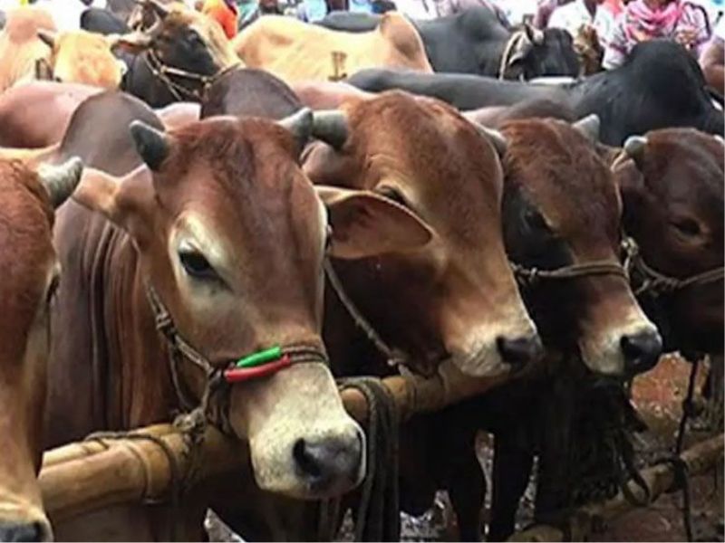 ঢাকায় ১৮ স্থানে বসছে কুরবানির অস্থায়ী পশুর হাট